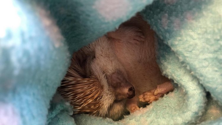 Любительские фотографии Ежей (выпуск 1) | Бэйбики Любительские фотографии Ежей (выпуск 1)