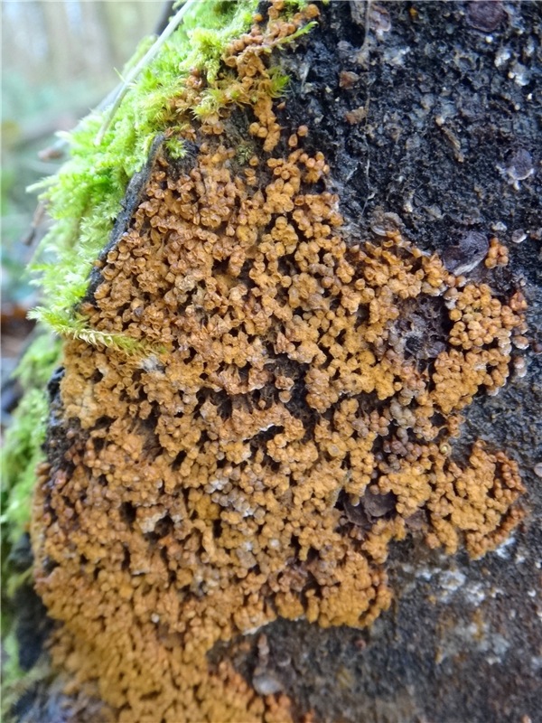 23 февраля - расцвели синие подснежники