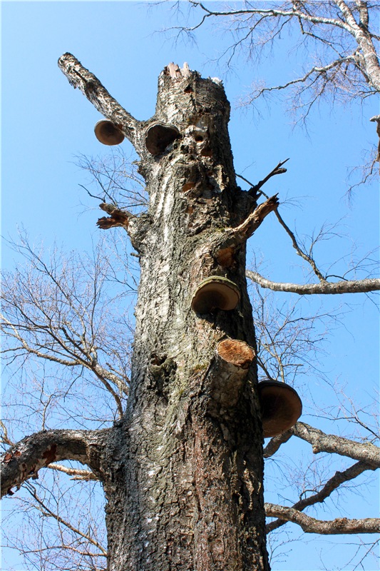 Савватьева Пустынь, Тверская область