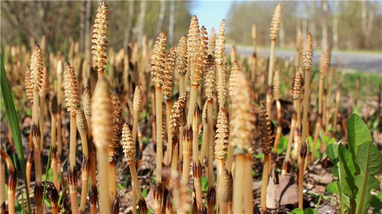 Долгая дорога к Волге. Custom Blythe Doll UFO Go Go Takara (фото 2)