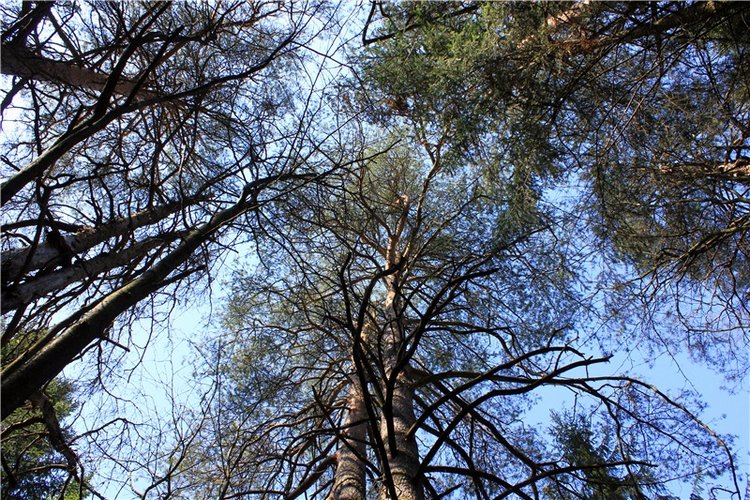 Савватьева Пустынь, Тверская область