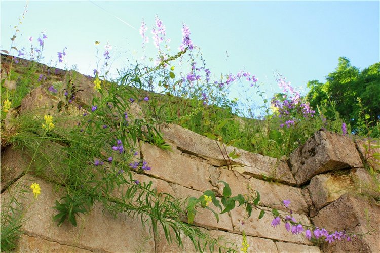 Тайны Древней Старицы — Культура