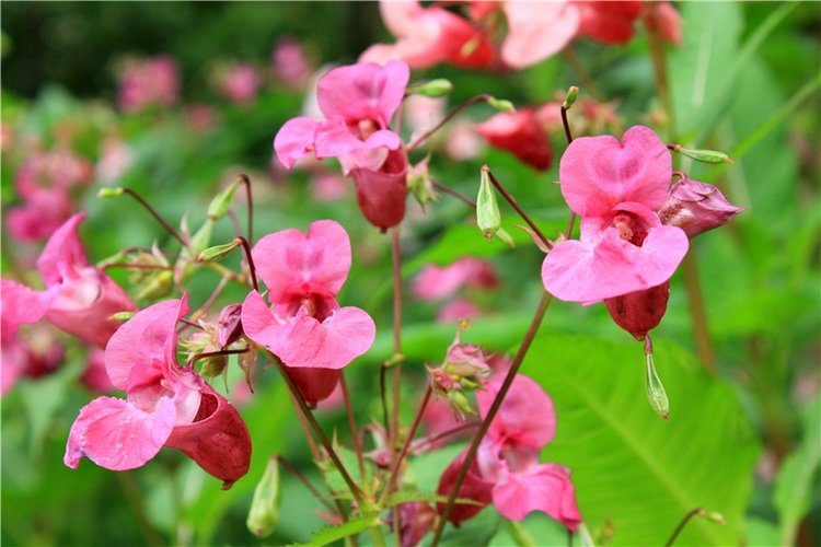 Июльское путешествие в Старицу, продолжение