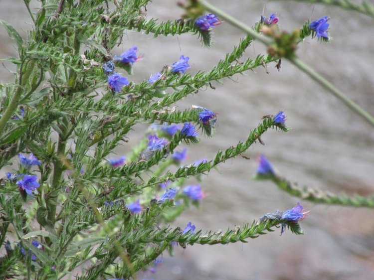 Джилы-Су в тумане — Туризм и путешествия: фотоотчеты из поездок
