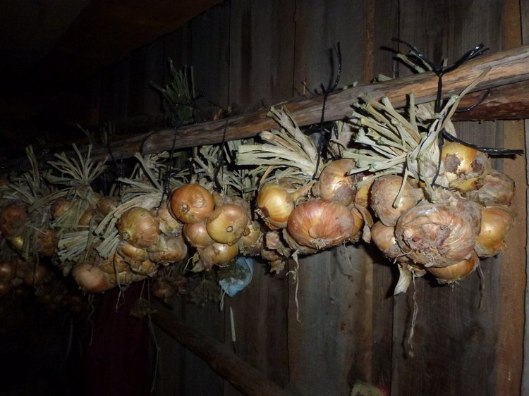 Отдых в деревне с Джой — Туризм и путешествия: фотоотчеты из поездок