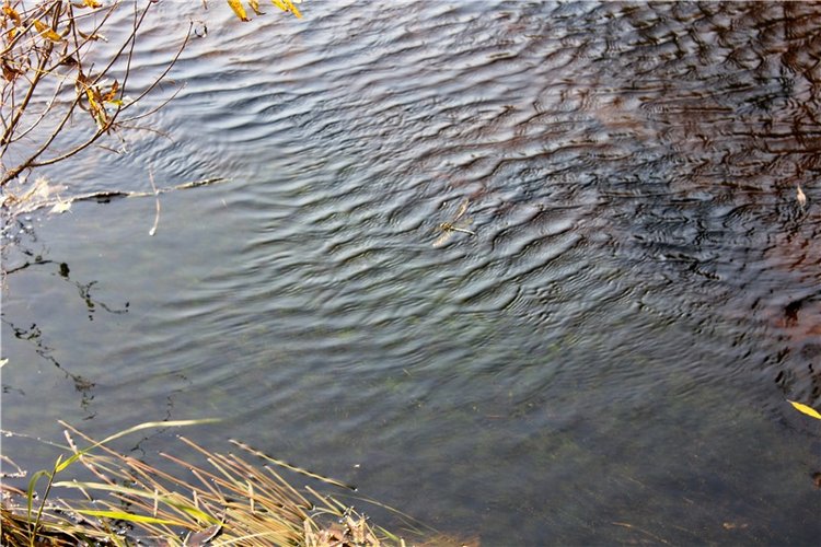 Путешествие Dal Hangry в Грузины