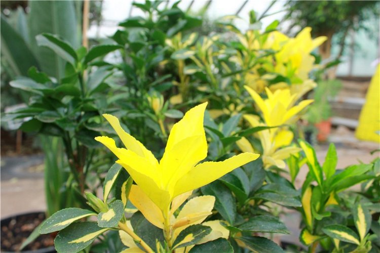 Выставка тюльпанов в Твери, продолжение