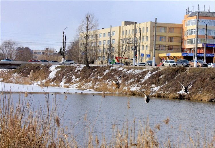 Выставка тюльпанов в Твери, продолжение (фото 8)