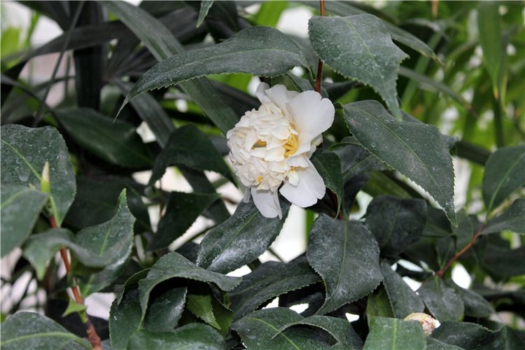 Тверской Ботанический Сад, продолжение | Бэйбики Тверской Ботанический Сад, продолжение