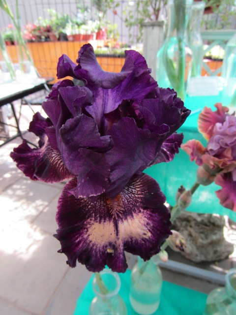 Тони Старк: приключения без брони. И снова Аптекарский огород | Бэйбики Тони Старк: приключения без брони. И снова Аптекарский огород