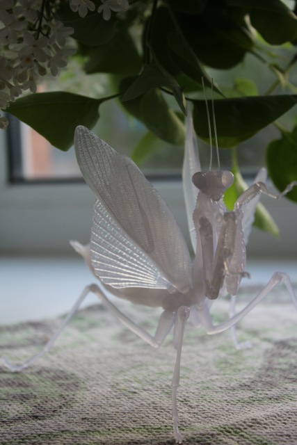 Нежный хищник | Бэйбики Нежный хищник — Коллекционные экшн (фото 2)