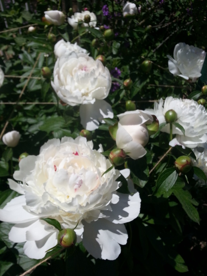 Прокатимся на машине времени? Поселение Старбридж. Новая Англия. 1830 год. Часть третья, заключительная