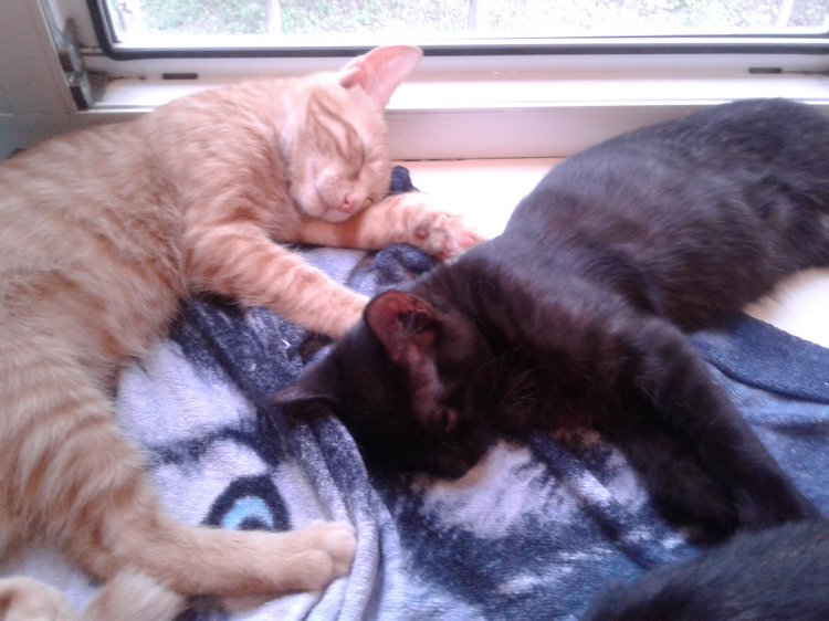 Больше никаких кошек! А котята не считаются | Бэйбики Больше никаких кошек! А котята не считаются