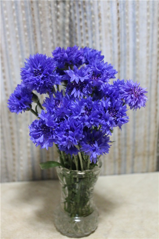 Ах, васильки, васильки — Красивая природа и цветы: фото пейзажей (фото 7)