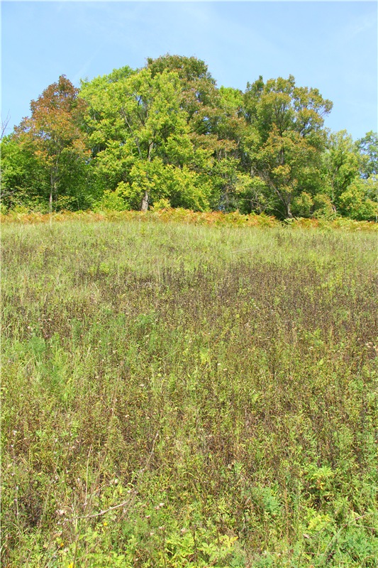 Старицкая Швейцария. Путешествие с Сашей, продолжение. Уникальная кукла от Сильвии Наттерер