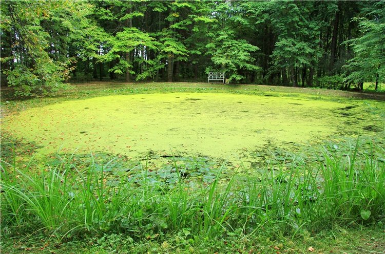 Августовская прогулка в Берново. Zwergnase Mischa