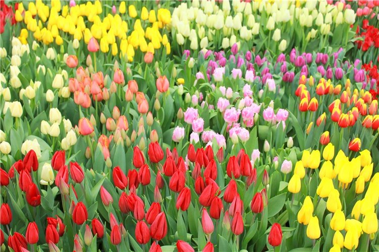 Тюльпановый Рай, продолжение. Выставка тюльпанов в Твери. Mini Layla elf Sunkissed skin от Kaye Wiggs