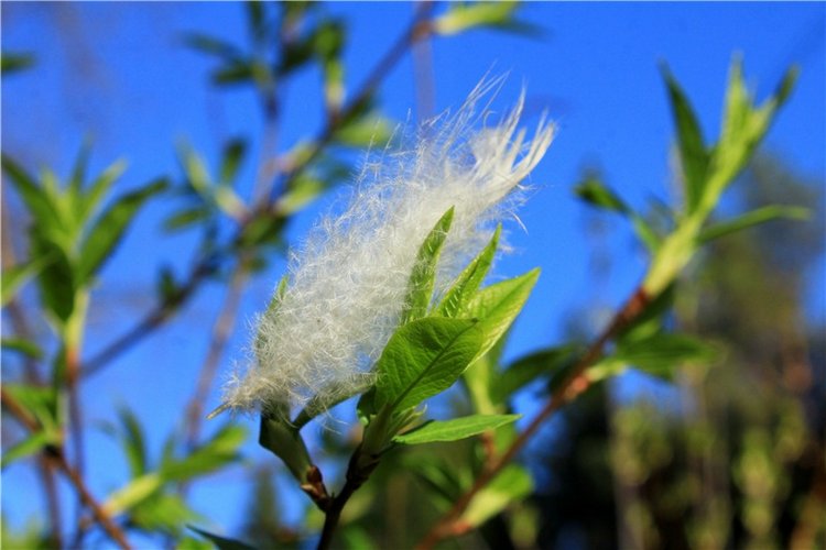 Джиджи на Орше. BJD Gigi от Meadow Dolls