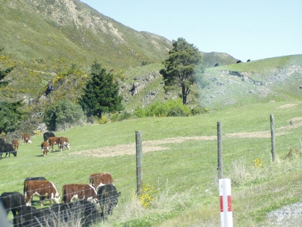 Увлекательное путешествие по Новой Зеландии (фото 9)