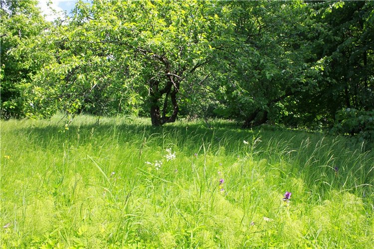 Я к Вам лечу воспоминаньем...Пушкинский праздник поэзии в Берново, 2019 год
