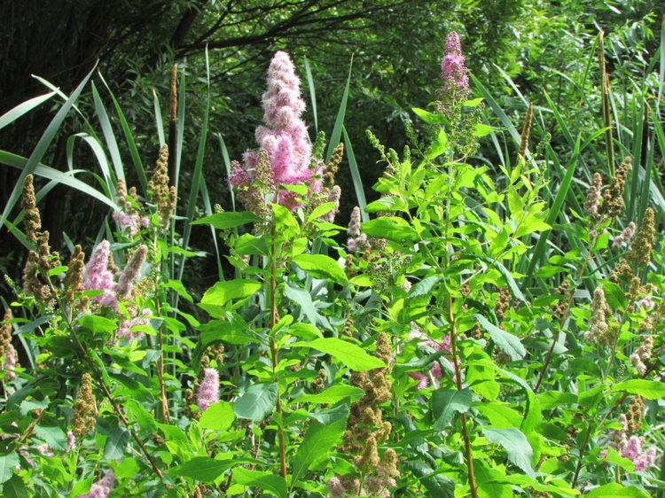 Моя кукольная семья на прогулке в Измайловском Парке