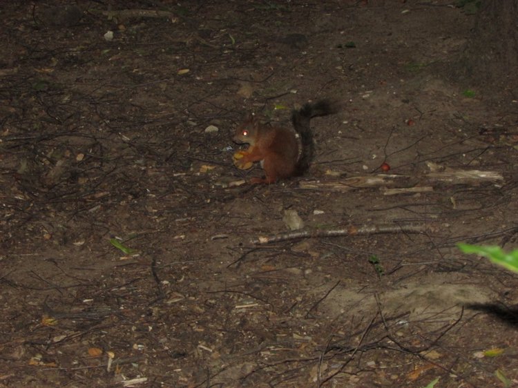 Веселое путешествие по Парку Измайлово