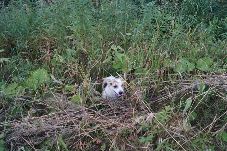 Год назад, в Рождество нам Бог собачку послал найдёнка Белочка
