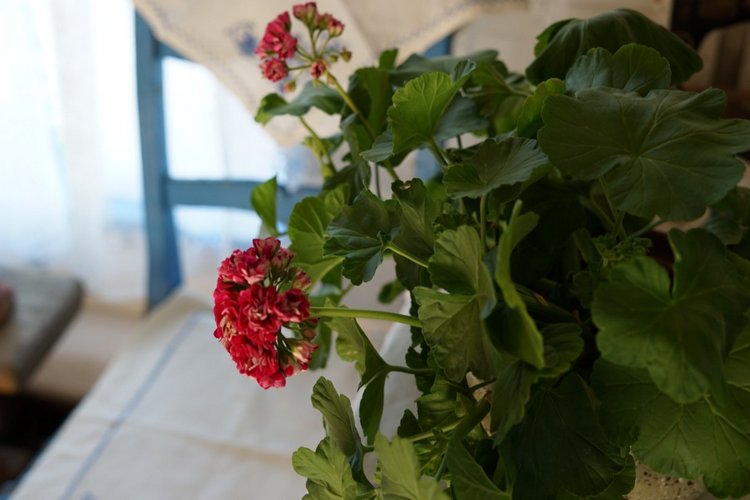 Мой маленький музей .Часть 3 (фото 3)