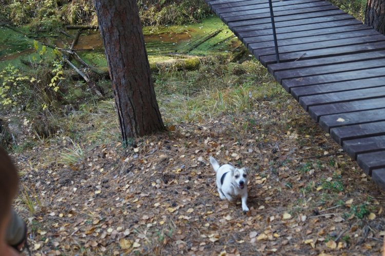 Хотите прогуляться по нашему городу? А за город - по экологической тропе