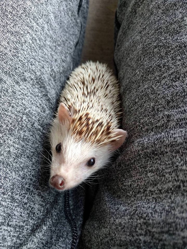 Любительские фотографии Ежей (выпуск 1) | Бэйбики Любительские фотографии Ежей (выпуск 1)