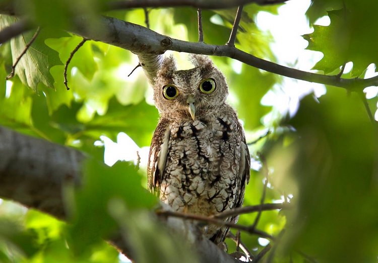 Любительские и профессиональные фотографии Сов (выпуск 2)