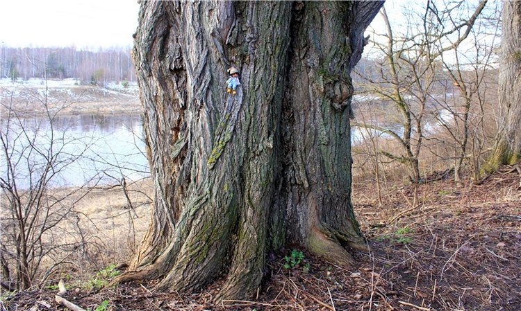 Тверской "Луксор" — Куклы Meadow dolls (Медовушки): BJD (БЖД)