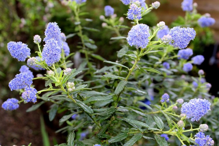 Новый наряд Розочки и прогулка в саду