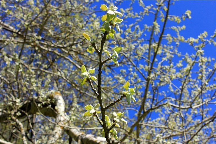 Путешествие Софи в Старицу, продолжение. Lati HoneyBee New Mystic Sophie