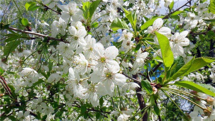 Просто Весна — Красивая природа и цветы: фото пейзажей