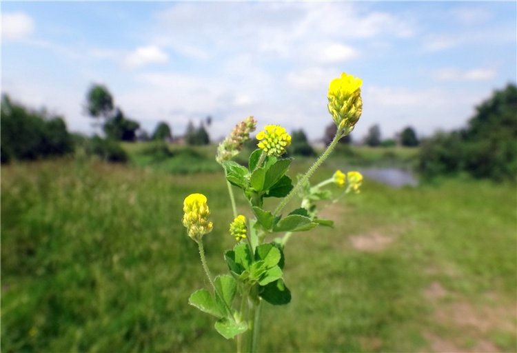 Ромашковый Июнь — Куклы Meadow dolls (Медовушки): BJD (БЖД)