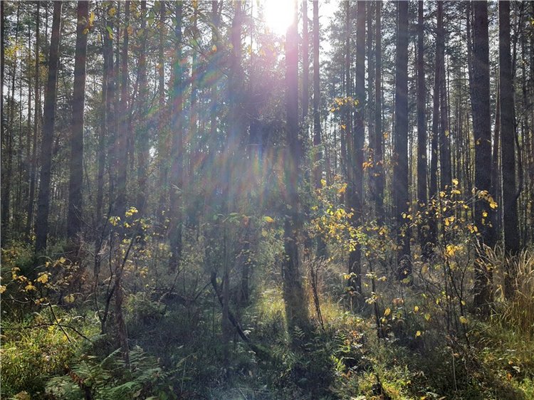 Путешествие Имани на Волгу. Mini Imani от Kaye Wiggs (фото 2)