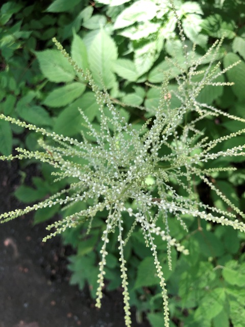 Тони Старк: приключения без брони. И снова Аптекарский огород | Бэйбики Тони Старк: приключения без брони. И снова Аптекарский огород