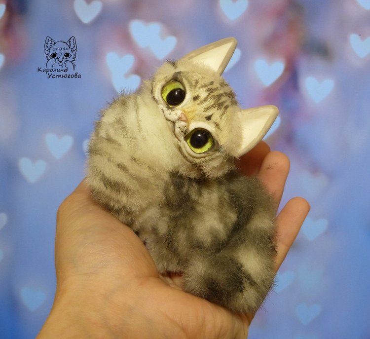 Американские короткошерстные котята (фото 7)