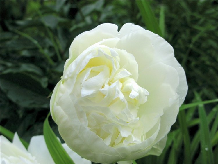 Милая Пион, Neo Blythe Pretty Peony, PrPe