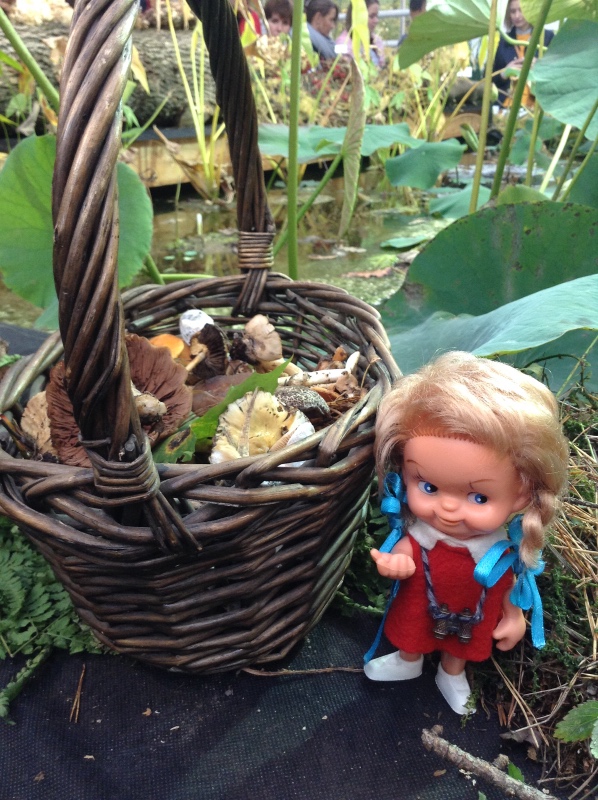 Аптекарский огород сегодня. ч.5. Грибной фестиваль