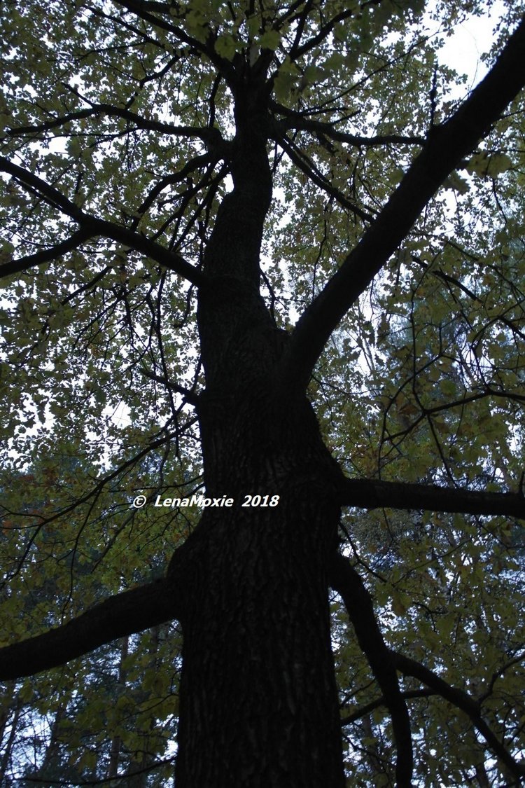 Мои куклы Kidz'n'Cats. Рогнеда (Алексис) 2011