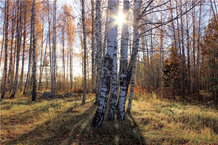 Ромашковый октябрь. Zwergnase Mischa