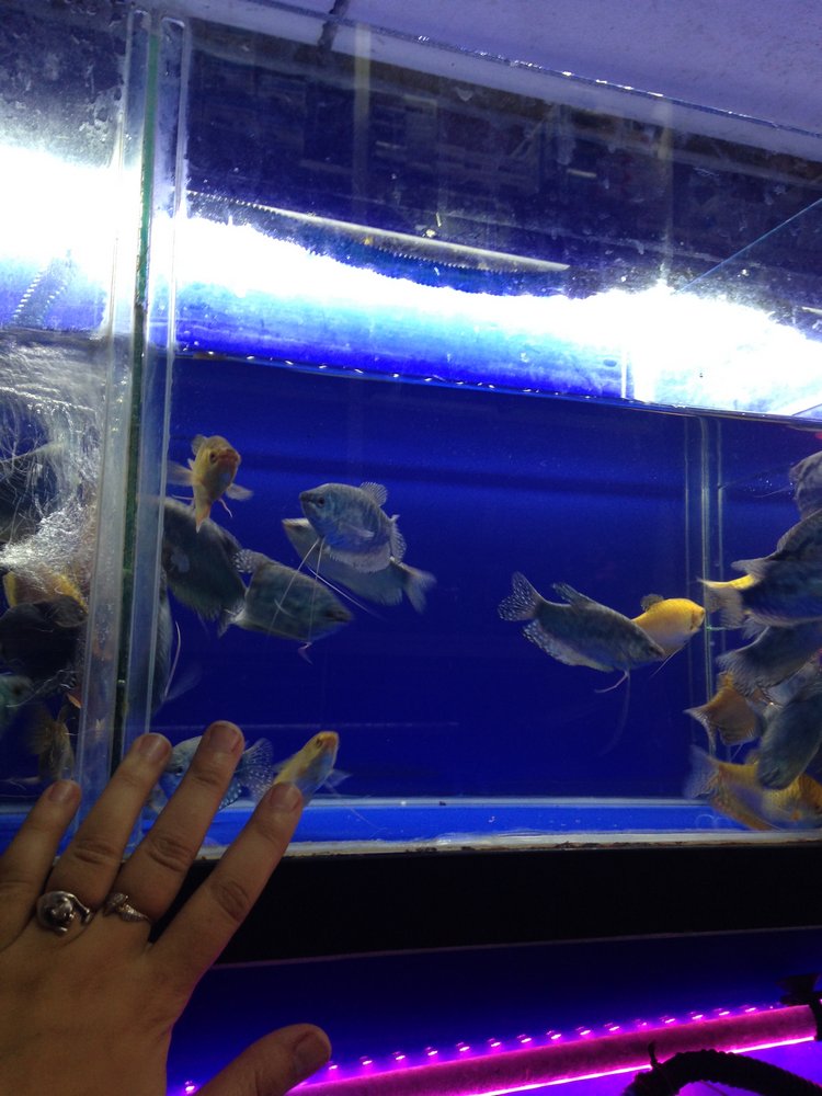 Прогулка по Китаю-2 (обзор цен на игрушки, животных, шмотки, еду)