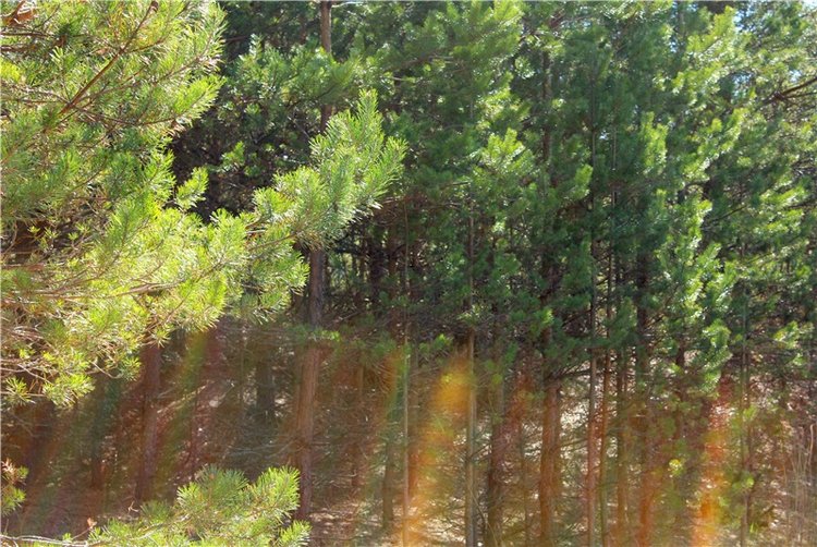 Долгая дорога к Волге. Custom Blythe Doll UFO Go Go Takara