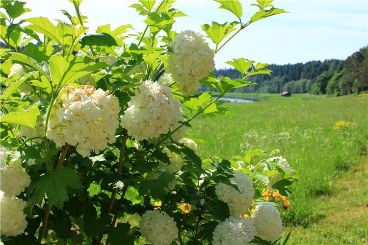 "Троицкие гуляния" в Василёво, 2019 год. Архитектурно-этнографический музей под открытым небом Василёво