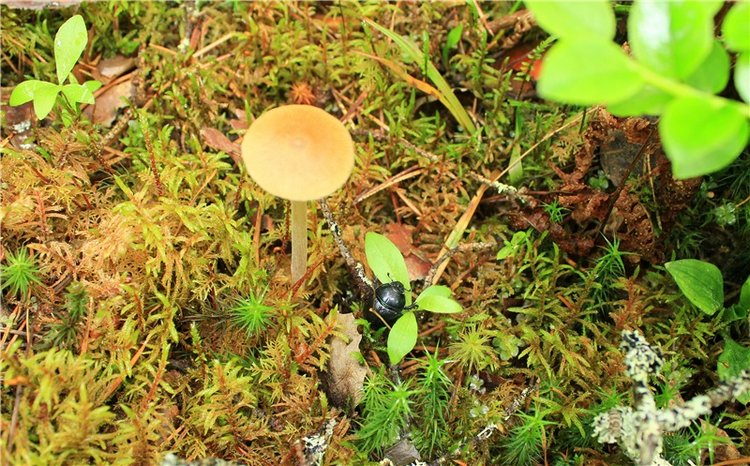 Ландышевый Лес. Twinkles Ella Chocolate (фото 9)