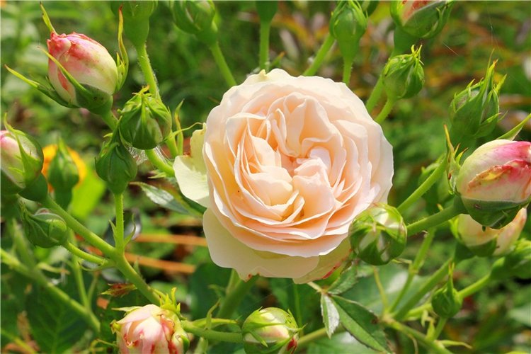 Сентябрьское путешествие в Старицу. Старицкий Свято-Успенский Монастырь