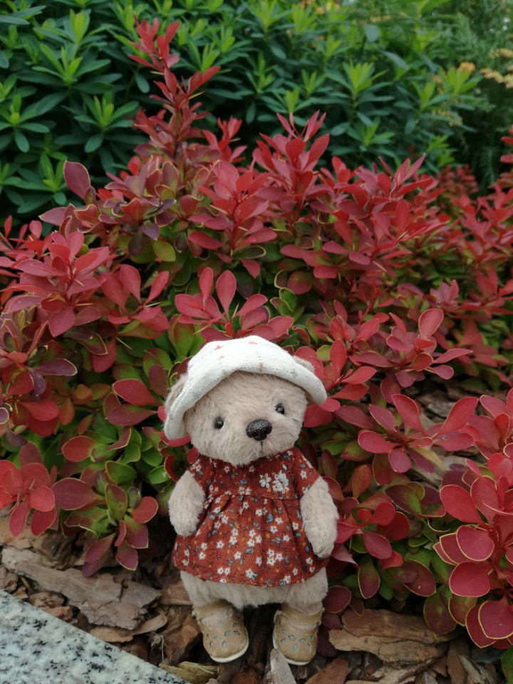 Знакомьтесь, новый вид медведей - медведь сумочный