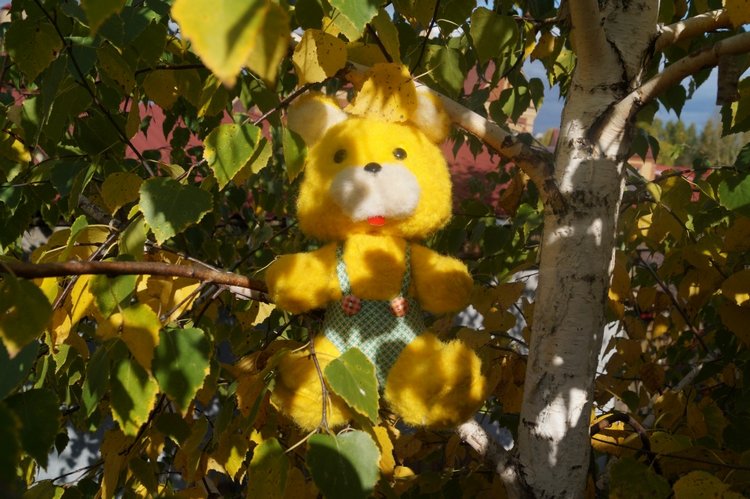 Ура! Суббота! Выписка куколок